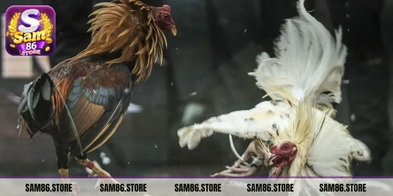 Trước khi tham gia anh em cần hiểu rõ nguyên tắc trận đấu gà cựa sắt