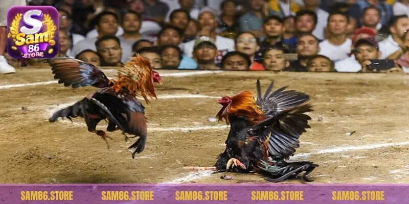 Đá gà được yêu thích vì gay cấn và siêu hấp dẫn